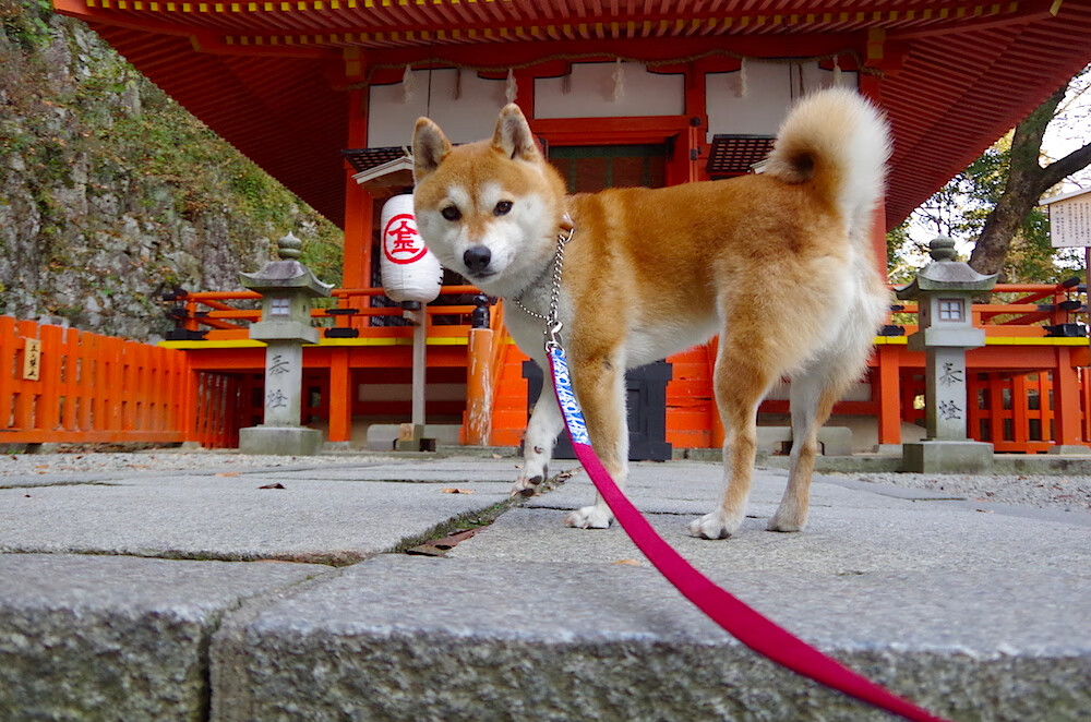 开云电竞入口-“法甲决战时刻：豪门能否笑到最后？”，法甲土豪