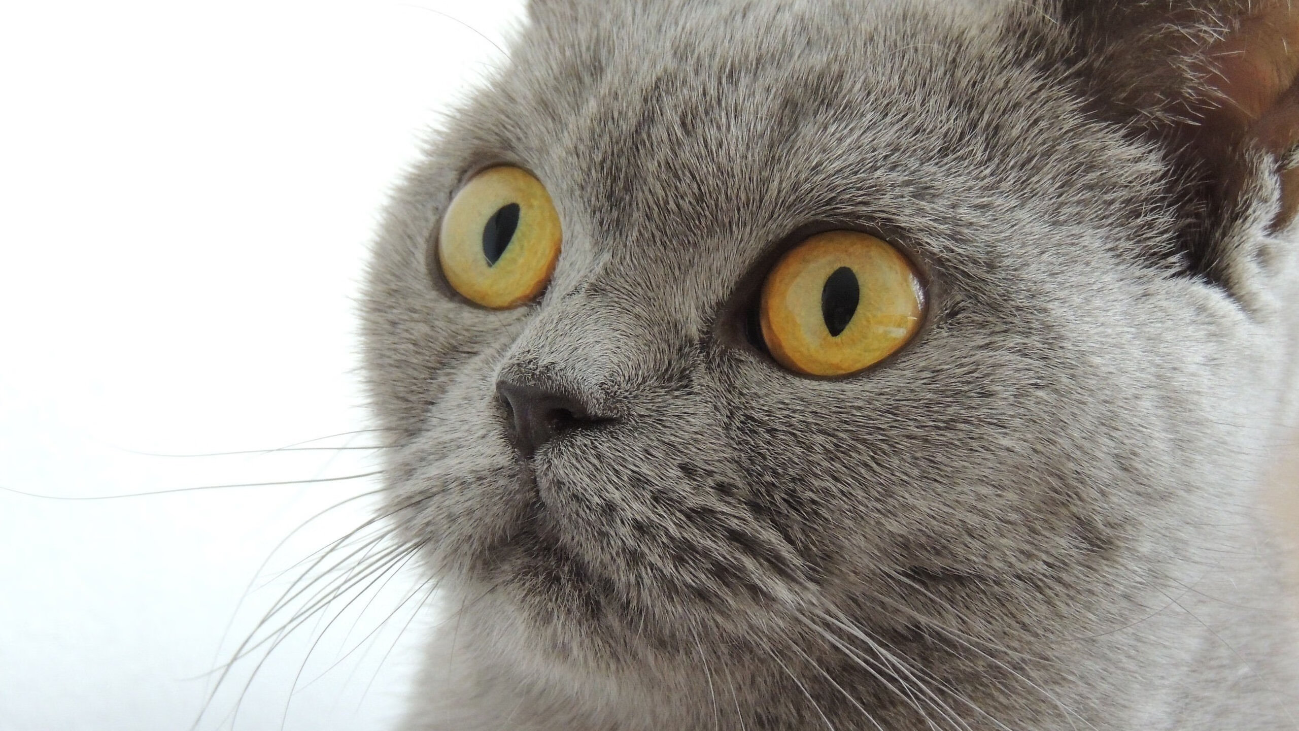 kaiyun开云入口平台-《顶级战队的幕后团队：教练、分析师揭秘》，顶级战队英文怎么写